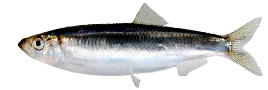 Sprattus sprattus_07.jpg